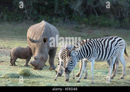 Rhinoceros und Cape Zebra, botlierskop Private Game Reserve, Western Cape, Südafrika Stockfoto