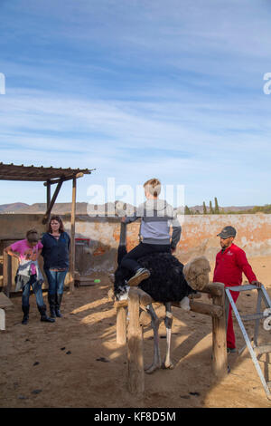 Touristische reiten Strauß in highgate Ostrich Farm, Oudtshoorn, Western Cape, Südafrika Stockfoto