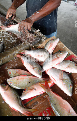 Belize City, Belize. southside Fischmarkt, ein Fischer Waagen Fisch und bereitet sie zu verkaufen. Stockfoto