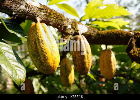 Belize, Punta Gorda, Toledo District, Kakao Hülsen hängen von einem Baum im Dschungel in der maya Dorf von San Jose Stockfoto