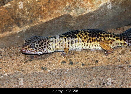 Asian Leopard Gecko (Eublepharis macularius), in Pakistan und in Indien gefunden. Stockfoto