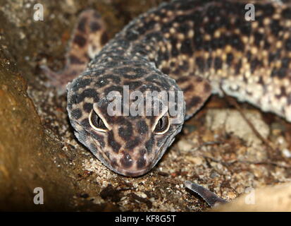 Nahaufnahme des Kopfes eines asiatischen Leopard Gecko (Eublepharis macularius), in Pakistan und in Indien gefunden. Stockfoto