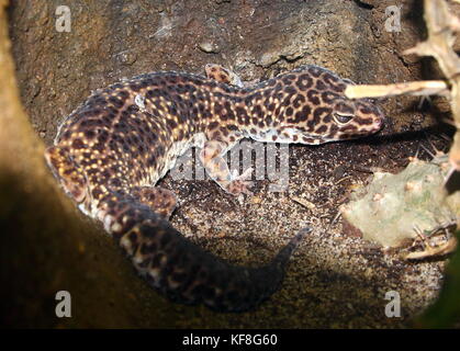 Asian Leopard Gecko (Eublepharis macularius), in Pakistan und in Indien gefunden. Stockfoto