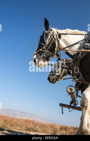 Usa, Nevada, Brunnen, Gäste können im Pferd teilnehmen - planwagenfahrten während ihres Aufenthaltes im Mustang Monument, einer nachhaltigen Luxus Eco Resort Stockfoto