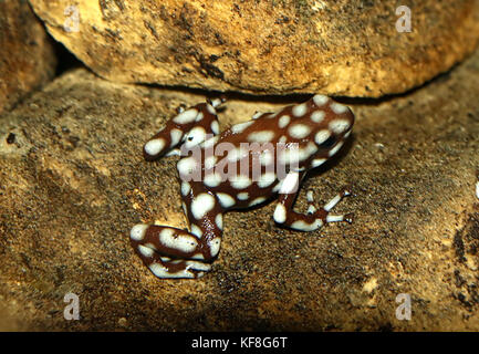 Peruanische Marañón Pfeilgiftfrosch (Excidobates mysteriosus) Stockfoto