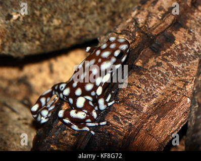 Peruanische Marañón Pfeilgiftfrosch (Excidobates mysteriosus) Stockfoto