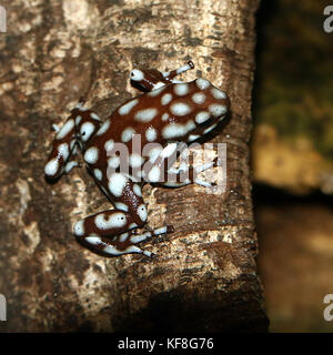 Peruanische Marañón Pfeilgiftfrosch (Excidobates mysteriosus) Stockfoto