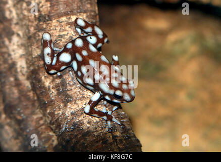 Peruanische Marañón Pfeilgiftfrosch (Excidobates mysteriosus) Stockfoto