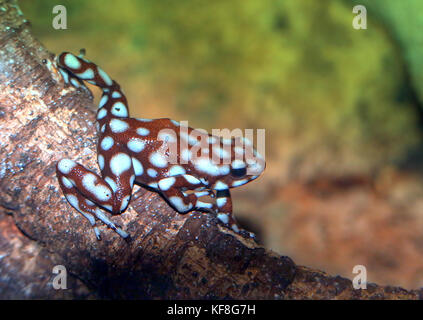 Peruanische Marañón Pfeilgiftfrosch (Excidobates mysteriosus) Stockfoto