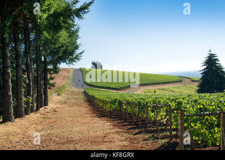 Usa, Oregon, Willamette Valley, die Straße, die durch die Reben Weingut Domaine Drouhin führt, Dayton Stockfoto