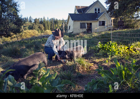 Usa, Oregon, Willamette Valley, Clare Carver füttert ihr Schweine an ihrem Haus am roten Hügel Farm, Gaston Stockfoto