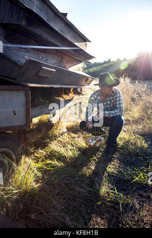 Usa, Oregon, Willamette Valley, Clare Carver sammelt chichen Eier, die auf ihrem Bauernhof, großer Tisch Betriebe Weingut, Gaston Stockfoto