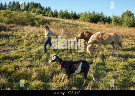 Usa, Oregon, Willamette Valley, Clare Carver führt ihre Pferde am großen Tisch Betriebe Weingut, Gaston Stockfoto