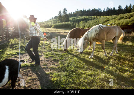 Usa, Oregon, Willamette Valley, Clare Carver führt ihre Pferde am großen Tisch Betriebe Weingut, Gaston Stockfoto