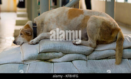 Straße Hund schlafen auf einem Haufen Säcke Stockfoto