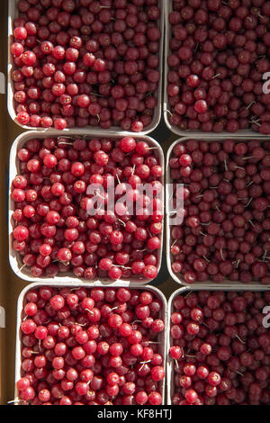 Usa, Oregon, Ashland, Pennington Farmen guomi Beeren für Verkauf an den rogue valley Winzer und Kunsthandwerker Markt Stockfoto