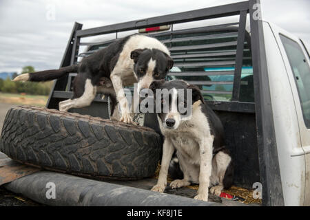 Usa, Oregon, Enterprise, Cowboy und rancher Todd Nash lädt seine Hunde auf seinen Lkw am Snyder Ranch der Almabtrieb im Nordosten Oregon Stockfoto