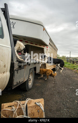 Usa, Oregon, Enterprise, Kuh hunde Last auf einen Lkw auf der Snyder Ranch der Almabtrieb im Nordosten Oregon Stockfoto