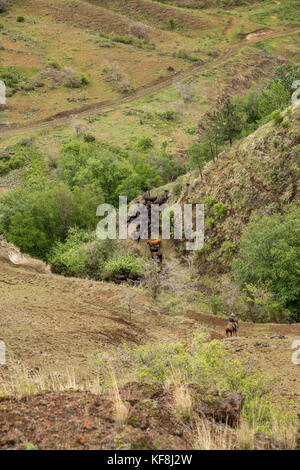 Usa, Oregon, Joseph, cowboy Cody Ross bewegt sich Rinder aus dem wilden Pferd Entwässerung nach unten auf dem Boden des Canyons von Big Sheep Creek Stockfoto