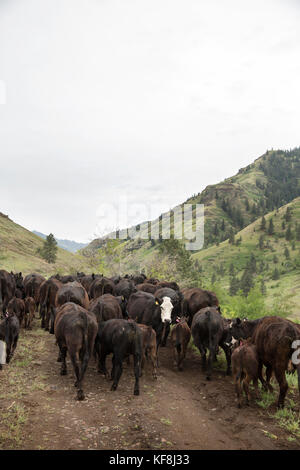 Usa, Oregon, Joseph, Rinder aus Wild Horse Creek, Big Sheep Creek Creek zu lenken bewegt wird Stockfoto