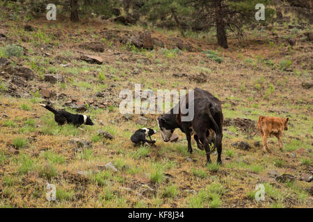 Usa, Oregon, Joseph, Kuh Hunde bewegen eine Kuh zurück in die Herde von Big Sheep Creek Stockfoto