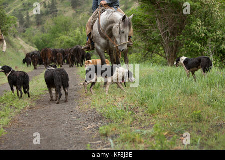 Usa, Oregon, Joseph, cowboy Todd Nash bewegt seine Rinder aus dem Wild Horse Creek, Big Sheep Creek Creek zu lenken Stockfoto