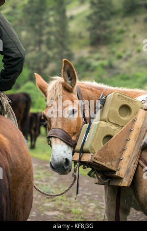 Usa, Oregon, Joseph, cowboy Cody Ross führt ein maultier Verpackung Salz bis die Schlucht von Big Sheep Creek im Nordosten Oregon Stockfoto