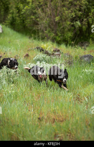 Usa, Oregon, Joseph, Kuh Hunde Arbeiten in der Schlucht bis Big Sheep Creek im Nordosten Oregon Stockfoto