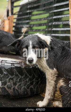 Usa, Oregon, Joseph, Kuh, Hund nach einem langen Tage arbeiten im Regen, in der Schlucht bis Big Sheep Creek im Nordosten Oregon Stockfoto