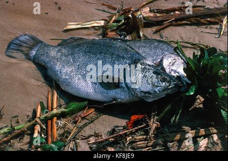 Nilbarsch Uganda Afrika Stockfoto, Bild 4776397 Alamy