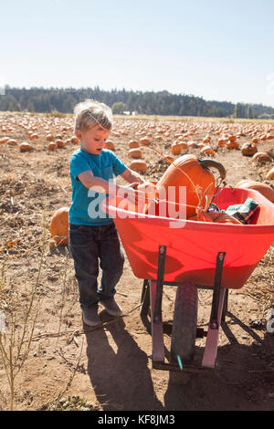 Usa, Oregon, Biegen, ein Junge wählt einen Kürbis auf dem jährlichen Pumpkin Patch in der Nähe von terrebone Smith Rock State Park Stockfoto