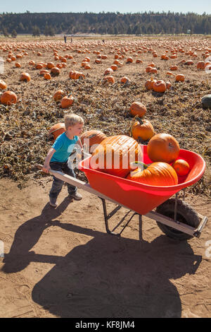 Usa, Oregon, Biegen, ein Junge wählt einen Kürbis auf dem jährlichen Pumpkin Patch in der Nähe von terrebone Smith Rock State Park Stockfoto