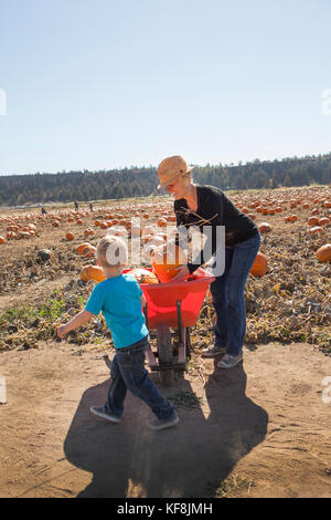 Usa, Oregon, Bend, eine junge Familie beschließt, Kürbisse, die bei der jährlichen Pumpkin Patch in der Nähe von terrebone Smith Rock State Park Stockfoto