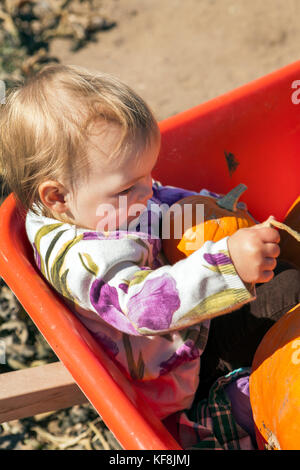 Usa, Oregon, Biegen, ein junges Mädchen sitzt in der Schubkarre mit Ihrer gewählten Kürbisse auf dem jährlichen Pumpkin Patch in der Nähe von terrebone Smith Rock stat Stockfoto