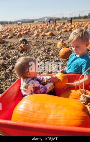 Usa, Oregon, Bend, eine junge Familie beschließt, Kürbisse, die bei der jährlichen Pumpkin Patch in der Nähe von terrebone Smith Rock State Park Stockfoto