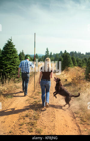 Usa, Oregon, Corbett, Trout Creek Tree Farm, Eigentümer terri Barnes und Tom norby auf dem 80 Hektar großen Edel-tanne Christmas Tree Farm, die eingebettet ist Stockfoto