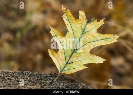 Schwarz eiche Blätter hängen an den Zaun im Herbst Jahreszeit an den Wald im Yosemite Valley Stockfoto