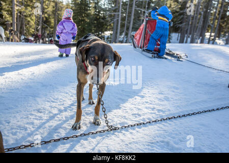 USA, Oregon, Bend, die Schlittenhunde warten auf eine Fahrt am Mt. Bachelor Stockfoto