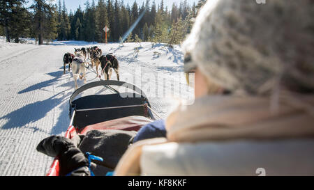 Usa, Oregon, Bend, Passagiere in der Ladefläche während rund um den Mt gezogen wird. Bachelor durch die Schlittenhunde Stockfoto