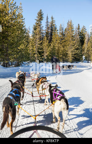 Usa, Oregon, Bend, Passagiere in der Ladefläche während rund um den Mt gezogen wird. Bachelor durch die Schlittenhunde Stockfoto