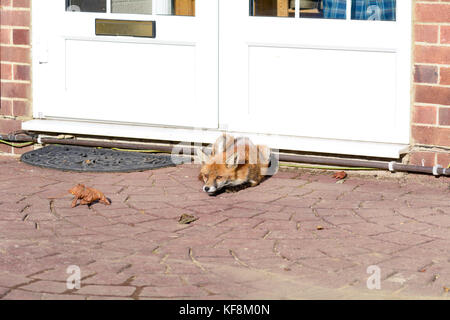 Fuchs (Vulpes vulpes) außerhalb Haus in der Sonne an kalten Wintertagen in städtischen Bereich in Reigate, Surrey, England Stockfoto