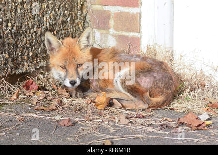 Fuchs (Vulpes vulpes) außerhalb Haus in der Sonne an kalten Wintertagen in städtischen Bereich in Reigate, Surrey, England Stockfoto