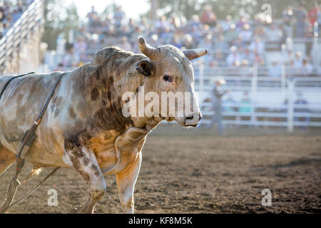 Usa, Oregon, Schwestern, Schwestern Rodeo Cowboys reiten eine 2.000 Pfund Stier mit praktisch keine Kontrolle für so lange Sie können Stockfoto