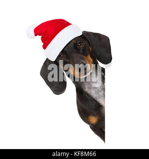 Lustige dackel Wurst santa claus Hund auf Weihnachten das Tragen der roten Urlaub hat, auf weißem Hintergrund, hinter einer Fahne oder Blackboard pl Stockfoto