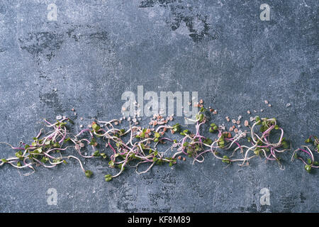 Junge Radieschen Sprossen mit rosa Himalaya Salz über blaue Textur Hintergrund. Ansicht von oben mit der Kopie Raum. gesunde Ernährung Konzept, essen Hintergrund Stockfoto