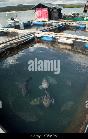 Philippinen, Palawan, Puerto Princessa, Grouper an eine Fischzucht in der Gegend Santa Lucia Stockfoto