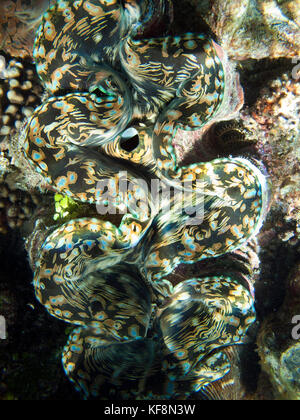 Philippinen, palawan El Nido, maniloc Insel, eine Riesenmuschel in den flachen Gewässern von Miniloc Island Resort, bacuit Bucht in das Südchinesische Meer. Stockfoto