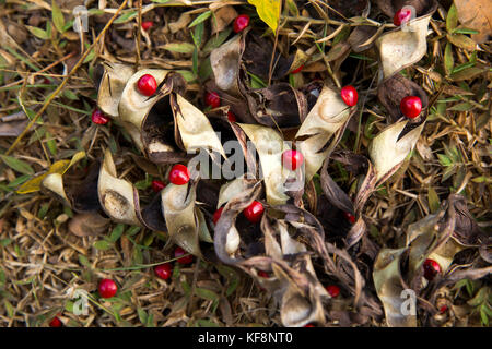 Die Seychellen, Praslin, Anse Royale, Grabstätte, helle rote Samen von Coral Bean Erythrina herbacea Stockfoto