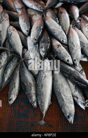 Tunfisch in einem arabischen Markt in Muskat - Thunfisch im arabischen Markt in Oman Stockfoto