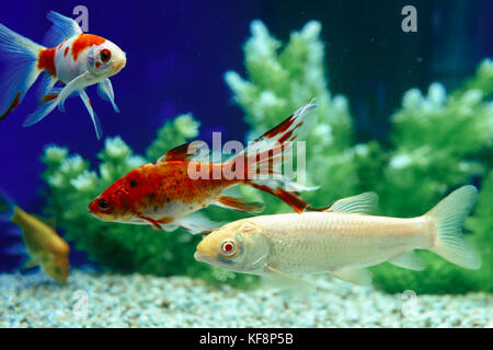 Gelbe und rote Goldfisch im Aquarium Stockfoto